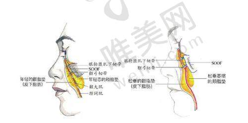 5、上海悦颜医疗美容门诊部医生团队实力强大及骨干医生简介
